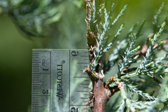 Juniperus deppeana