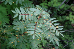 Sorbus decora