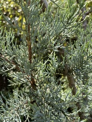 Juniperus deppeana