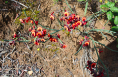 Daviesia brevifolia
