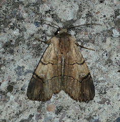 Dichagyris grotei