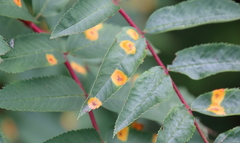 Acericecis ocellaris