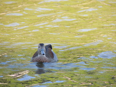 Callonetta leucophrys