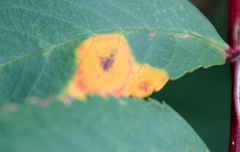 Acericecis ocellaris