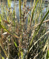 Juncus oxymeris