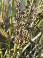 Juncus oxymeris