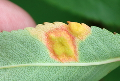 Acericecis ocellaris