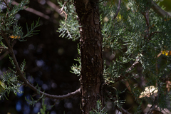 Juniperus deppeana