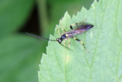 Cratichneumon