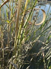 Juncus oxymeris