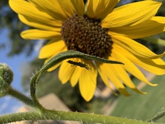 Zelus renardii