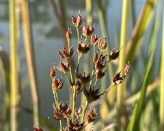 Juncus oxymeris