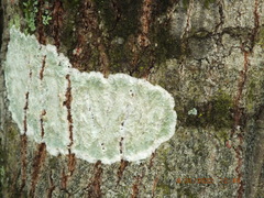 Cryptothecia striata