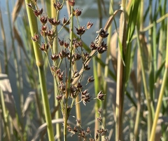 Juncus oxymeris