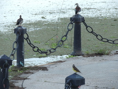 Callonetta leucophrys