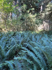 Polystichum munitum