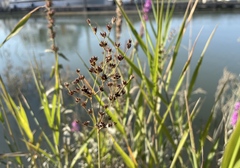 Juncus oxymeris