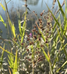 Juncus oxymeris