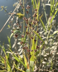 Juncus oxymeris