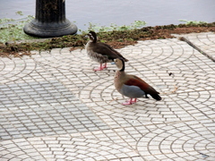 Callonetta leucophrys