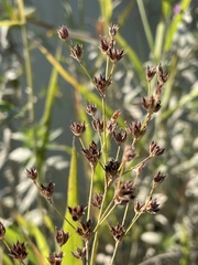 Juncus oxymeris