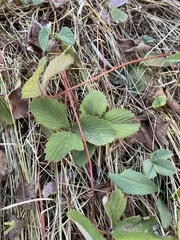 Fragaria