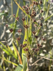 Juncus oxymeris