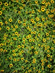 Sanvitalia procumbens