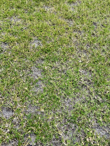 Stenotaphrum secundatum observed 2022-08-12