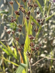 Juncus oxymeris