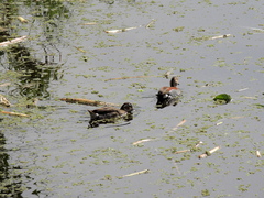 Callonetta leucophrys