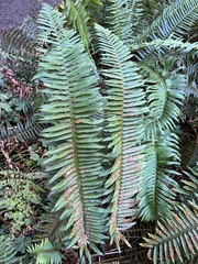 Polystichum munitum