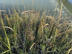 Juncus oxymeris