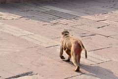 Macaca mulatta
