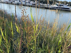Juncus oxymeris