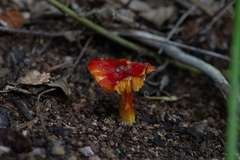 Hygrocybe