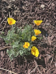 Eschscholzia