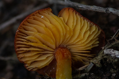 Hygrocybe