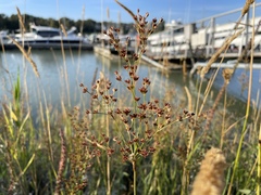 Juncus oxymeris