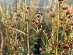 Juncus oxymeris