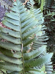 Polystichum munitum
