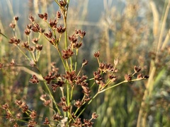 Juncus oxymeris