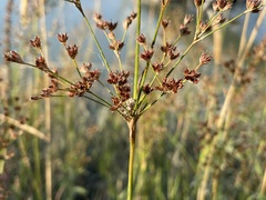 Juncus oxymeris
