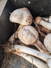 Chlorophyllum brunneum