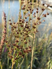 Juncus oxymeris