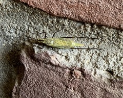 Oecanthus nigricornis