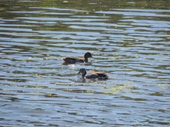 Callonetta leucophrys