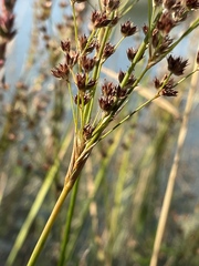 Juncus oxymeris