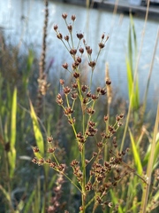 Juncus oxymeris