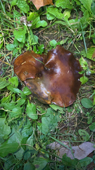 Boletinellus merulioides